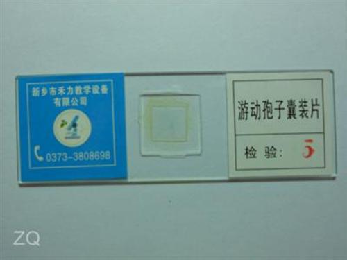 河南标本_禾力教学设备_植物病理切片  玻片标本  生物显微玻片标本