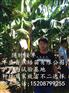 屏边县巴西香蕉苗批供应