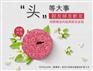 GEVILANG（歌薇洛）艾草祛湿洁皂市