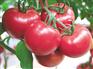 【粉美人西红柿种子】粉琦西红柿种子++粉