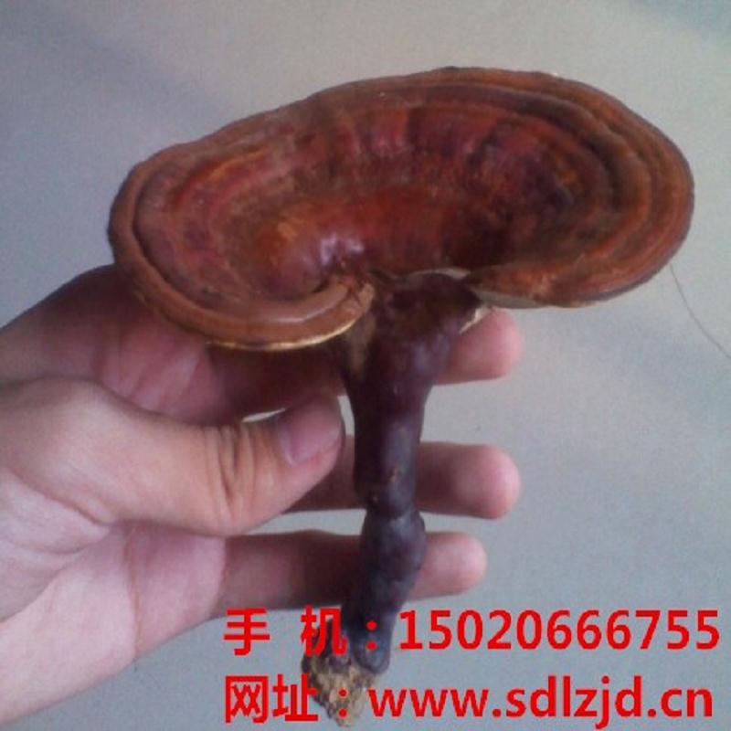 广东灵芝孢子粉加工_上海灵芝_上海灵芝孢&nbsp;&nbsp;山东灵芝价格&nbsp;&nbsp;广东灵芝基地