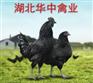 【珍珠鸡苗价格,珍珠鸡苗报价】湖北珍珠鸡
