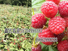☆黑龙江树莓苗品种+黑龙江树莓苗出售  黑龙江蓝莓苗