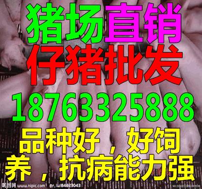 天津四川自贡仔猪批发市场