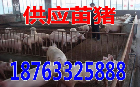 江苏今日辽宁猪仔价格