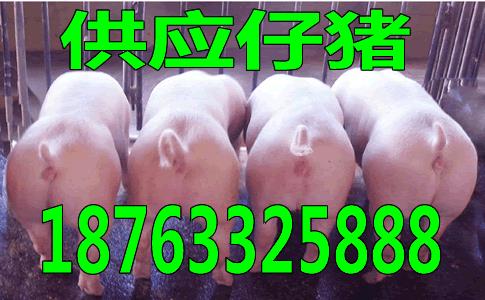 重庆2017年几月猪价格好