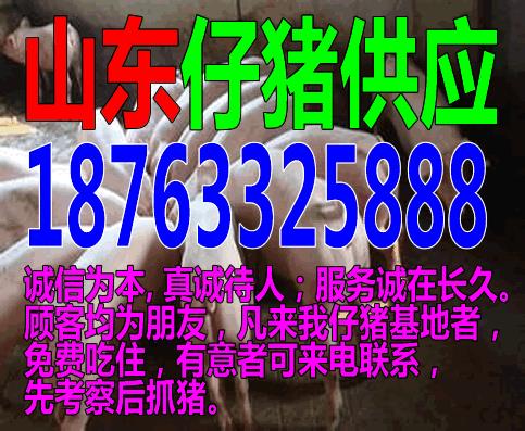 北京河北昌黎仔猪最新价格