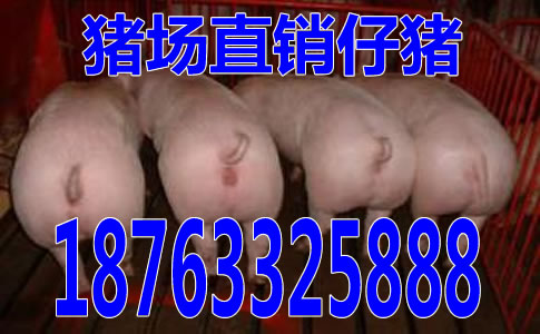 河南湖北今日荆门仔猪价格