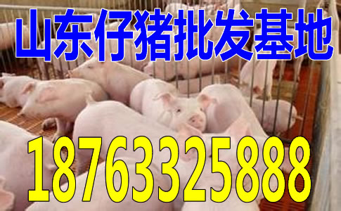 天津四川自贡仔猪批发市场