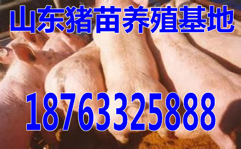 重庆2017年几月猪价格好