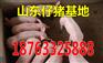 江苏今日辽宁猪仔价格