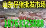河北现在肉猪多少钱一斤