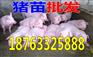 重庆2017年几月猪价格好