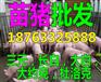 河南湖北今日荆门仔猪价格