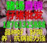 吉林明年的猪价行情预测