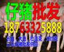 云南猪苗价格多少