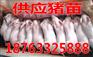 福建全国c明天生猪涨跌表