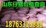 河南今天仔猪价格