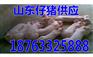 黑龙江猪价格2017年猪价预测