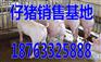 天津四川自贡仔猪批发市场