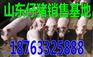 安徽临沂仔猪交易市场图片