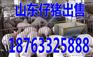 福建2017小猪仔多少钱一头