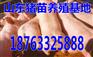 广东三元猪一天长几斤?