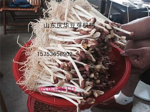 白沙花生芽种子,花生芽,青州庆华豆芽机剥 无土栽培花生芽技 阳台威海青岛日照