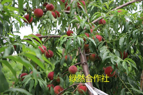 【来这就对了】绿然合作社常年出售早中晚熟 早熟桃树苗 新品种桃树