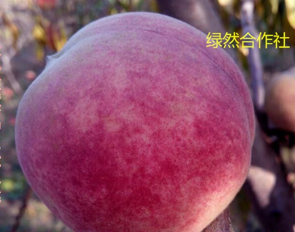 绿然合作社拥有超前的早中晚熟新品种桃树苗 晚熟桃苗