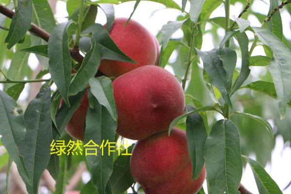 【是时候展现实力了！】想购买早中晚熟新品&nbsp;&nbsp;新品种桃树苗