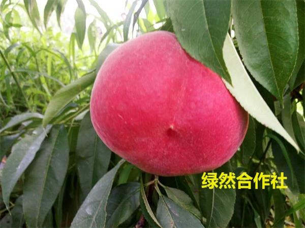 【早熟桃树苗全国发售,特早熟新品种桃树苗