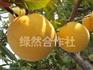 找寻【新品种桃树苗】【早熟桃苗新品种】【