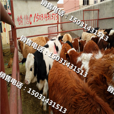 西门塔尔牛养殖河南肉牛犊价格  西门塔尔销售市场  牲畜市场  品种肉牛牛