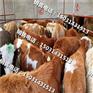 云南西门塔尔【最新肉牛犊价格】
