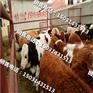 西门塔尔肉牛价格肉牛价格_