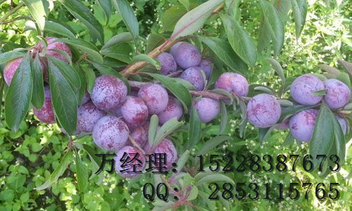 贵州安顺核桃树&nbsp;&nbsp;李子苗&nbsp;&nbsp;核桃苗&nbsp;&nbsp;板栗苗