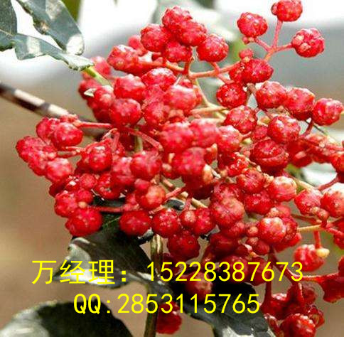 贵州安顺核桃苗对土壤要&nbsp;&nbsp;李子苗&nbsp;&nbsp;板栗苗