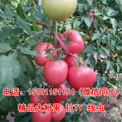 2023硬果番茄品种，耐热大粉果番茄种子  硬果番茄种子  大果番茄品种价格  荷兰番茄种子