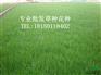专业供应贵州草种贵阳草种六盘水草种毕节草种