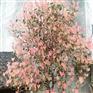 正宗五色彩叶桂花价格_新品种五色彩叶桂花