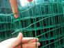 想买具有口碑的pvc浸塑荷兰网，华诚是您