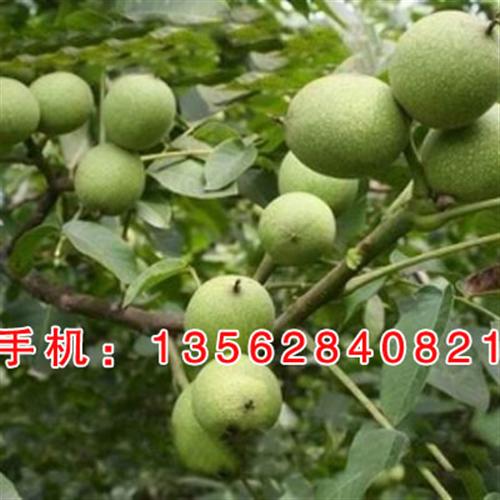 新泰超越苗木|资阳核桃苗|辽一核桃苗&nbsp;&nbsp;薄壳丰一号核桃苗&nbsp;&nbsp;8518核桃苗
