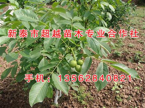 绵阳核桃苗,新泰超越苗木,辽一核桃苗&nbsp;&nbsp;元丰核桃苗&nbsp;&nbsp;纸皮核桃核桃苗