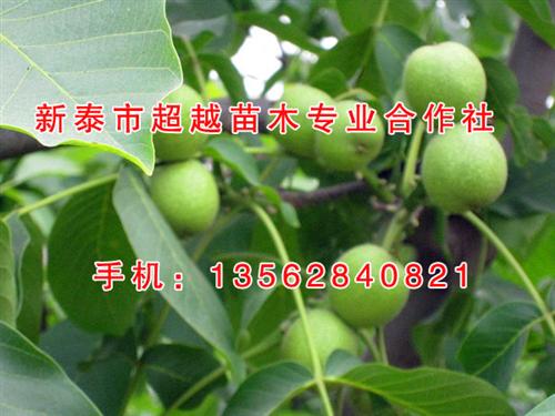 安顺核桃苗、新泰超越苗木、核桃苗哪家好&nbsp;&nbsp;核桃苗价格