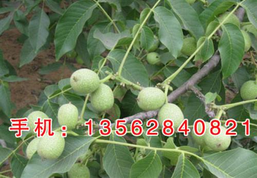 芜湖核桃苗,新泰超越苗木,8518核桃苗&nbsp;&nbsp;元丰核桃苗&nbsp;&nbsp;温185核桃苗