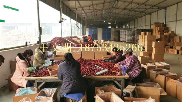 产地新疆红枣如何批发  新疆红枣产地  新疆灰枣批发  若羌红枣供应商