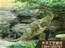 抚顺优质的古生物模型公司：新式的古生物模