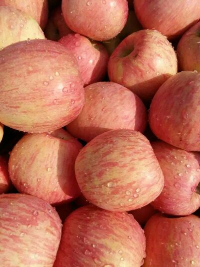 山东红富士苹果批发价格  山东苹果价格  红富士苹果价格  冷库苹果价格