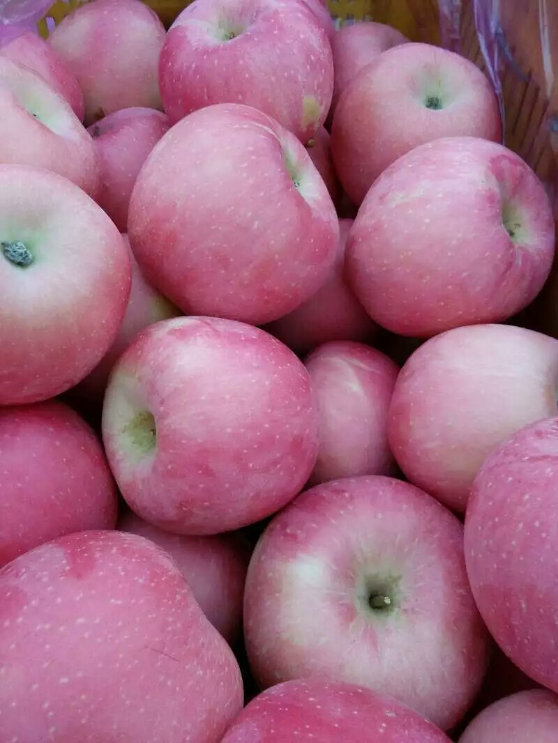 山东红富士苹果批发价格  山东苹果价格  红富士苹果价格  冷库苹果价格